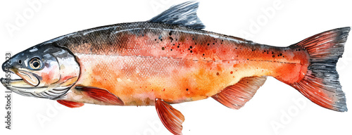 salmon fish watercolor illustration art painting 