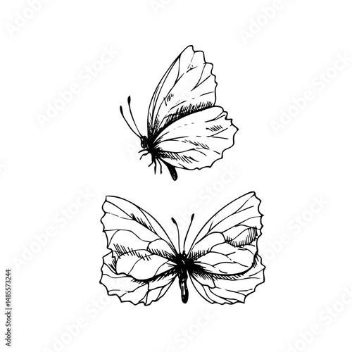 Butterflies are delicate, side and top view. Graphic line art hand drawn ink black and white illustration vector clip art. Set of separate elements isolated