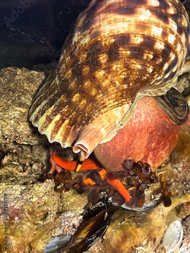 Obraz na płótnie Triton´s Horn, Trumpet Shell, Atlantic triton (Charonia lampas - Charonia variegata) chasing a starfish (echinaster sepositus) Argentiera