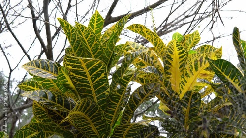 A beautiful Codiaeum variegatum plant receiving sunlight somewhere in Costa Rica.