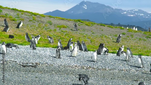 A large colony of penguins stands on a rocky beach on Isla Martillo, near Ushuaia, Argentina. Grass and mountains are visible in the background.