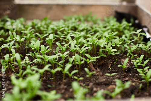 Small green seedlings growing in a garden nursery during springtime cultivation