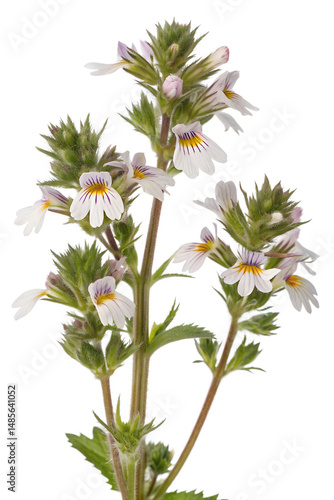Euphrasia isolated on white background