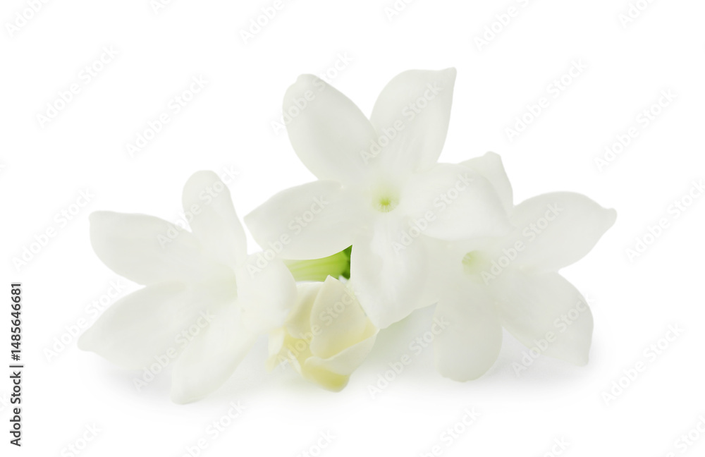 Fototapeta premium Beautiful aromatic jasmine flowers isolated on white