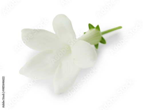 Beautiful aromatic jasmine flower isolated on white