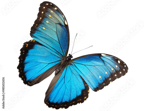 Tableau sur toile Blue Morpho Butterfly Isolated PNG or JPEG Background