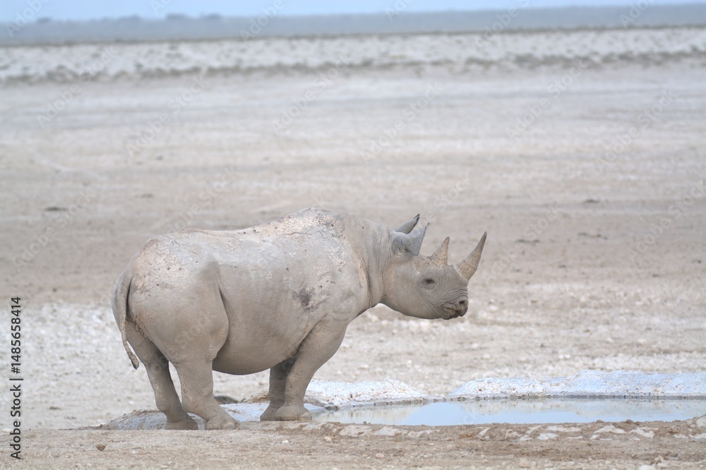 Fototapeta premium white rhino close up portrait