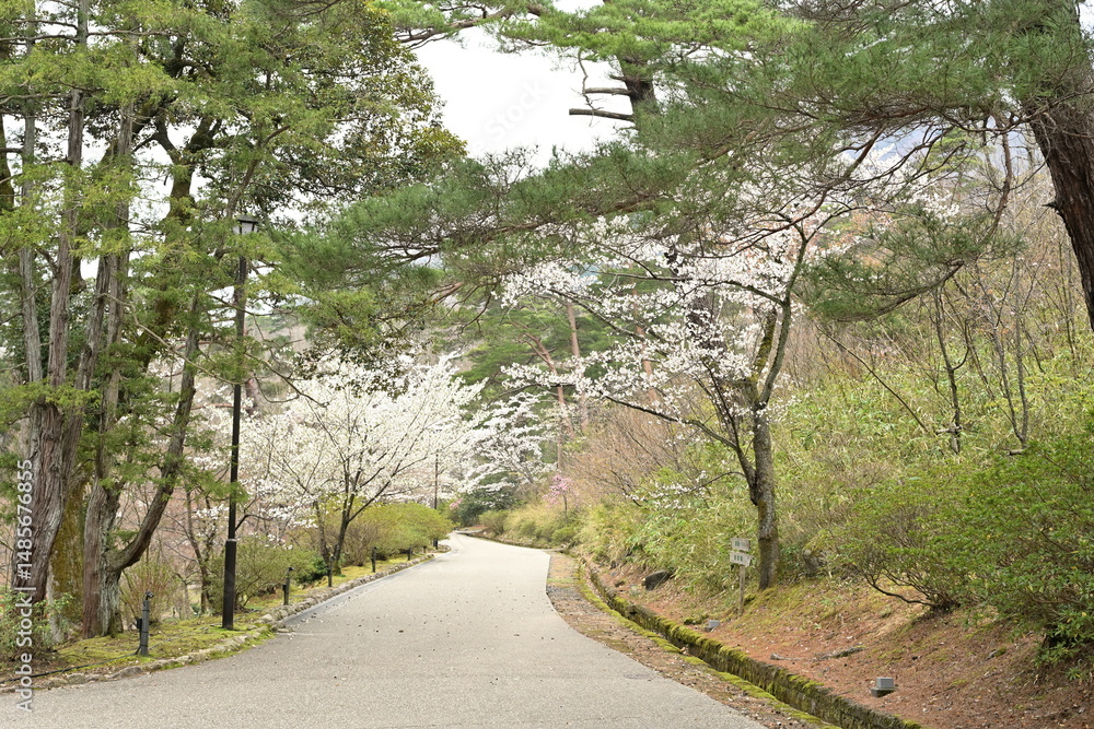 Fototapeta premium 弥彦もみじ谷の桜(新潟県)