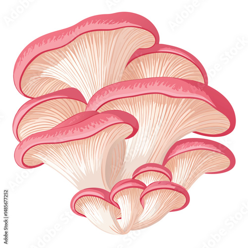 Capture a close-up shot of a vibrant pink oyster mushroom cluster, showcasing its delicate, ruffled edges and soft texture.  Highlight the cluster's unique coloration and form.