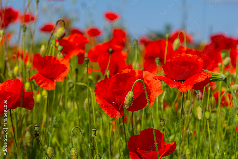 Naklejka premium Papaver rhoeas or common poppy, red poppy is an annual herbaceous flowering plant in the poppy family, Papaveraceae, with red petals