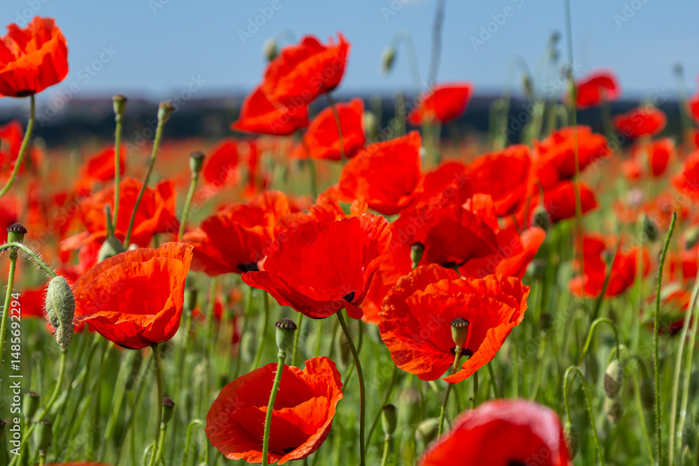 Obraz premium Papaver rhoeas or common poppy, red poppy is an annual herbaceous flowering plant in the poppy family, Papaveraceae, with red petals