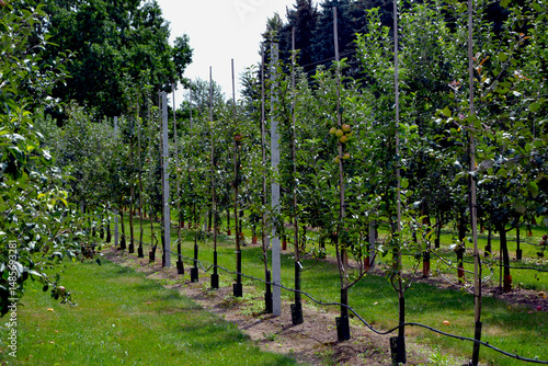 Fruit trees in an orchard. Orchard irrigation system.  Drip irrigation of fruit trees. Springscene in blooming orchard. Gardening and agricultural concept photo
