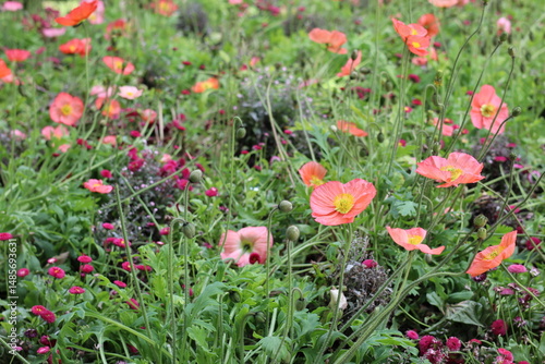 Colorful wildflower garden in full bloom during spring showcasing vibrant pink and red blossoms in a sunny natural landscape