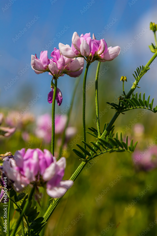 Obraz premium the flowers of Securigera varia - crownvetch, purple crown vetch