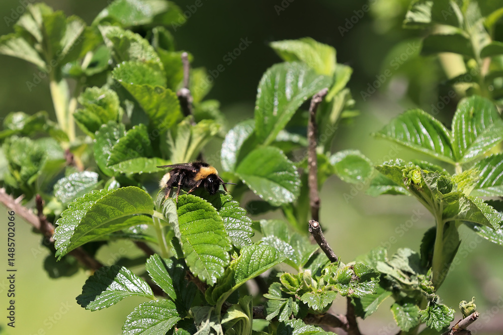 A Fluffy Bumblebee Rests Or Forages On Lush Green Leaves Of A Rosehip Or Similar Shrub. Insect On Plant, Spring Or Summer Nature Macro. Pollination Moment. A Fluffy Bumblebee Rests Or Forages On Lush Green Leaves Of A Rosehip Or Similar Shrub. Insect On Plant, Spring Or Summer Nature Macro. Pollination Moment.