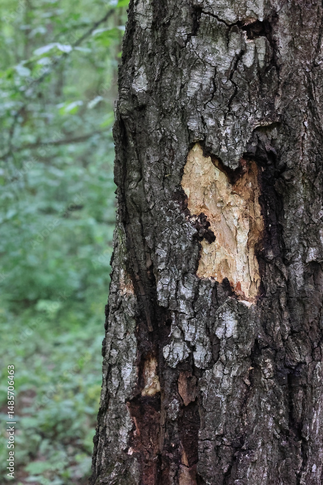 Obraz premium Close-Up Of A Birch Tree Trunk With Damaged Bark, Revealing The Lighter Wood Beneath And Showing Signs Of Peeling And Cracking. Forest Detail, Tree Injury.