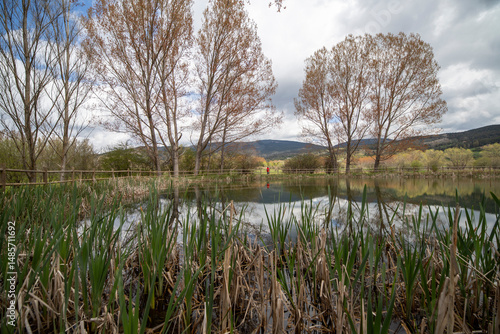 Fotografie Curious color of the leaves of the poplars sprouting in spring