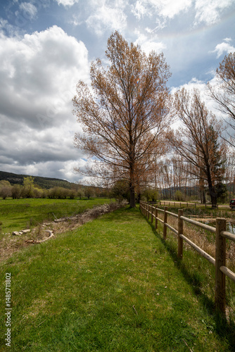 Fotografie Curious color of the leaves of the poplars sprouting in spring