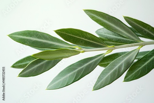Elegant olive branch with green leaves against a minimalist white background