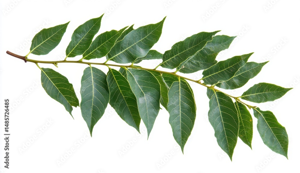 Fototapeta premium Speckled Green Leaves Branch Isolated on White