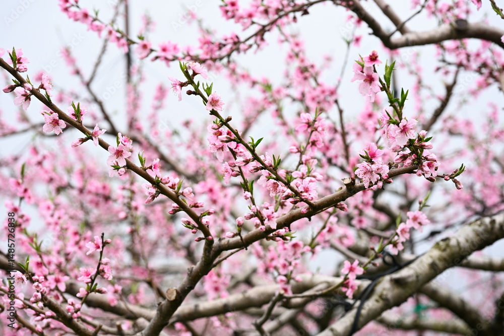 Obraz premium 桃の花（新潟県）