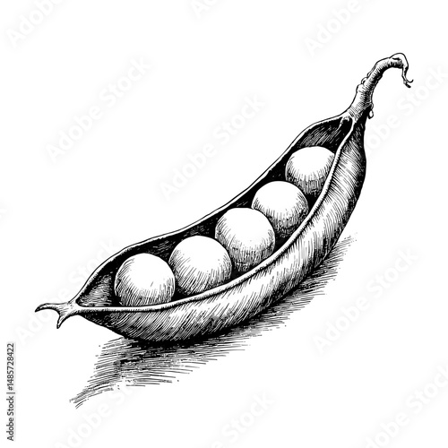 Open pea pod with peas inside in a vintage black ink sketch style  
