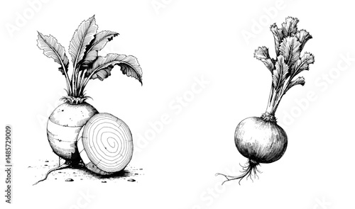 Vintage black ink sketch of turnip and sliced turnip with leaves  