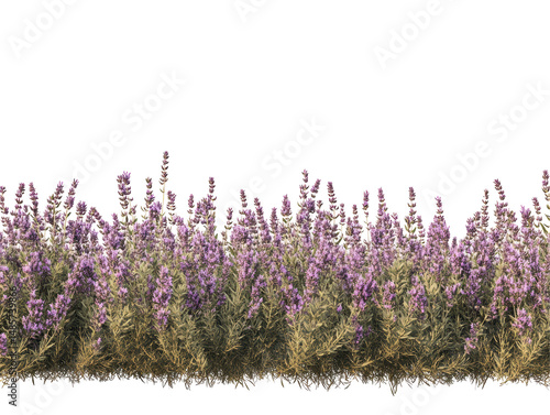 Isolated Lavender Field with Bushes