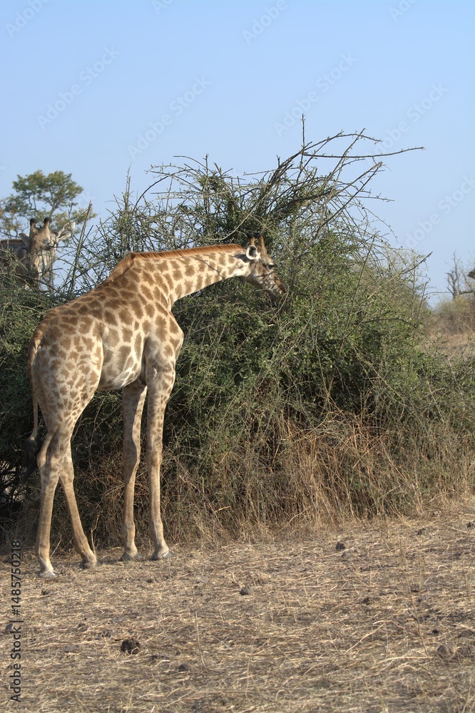 Fototapeta premium giraffe in the savannah