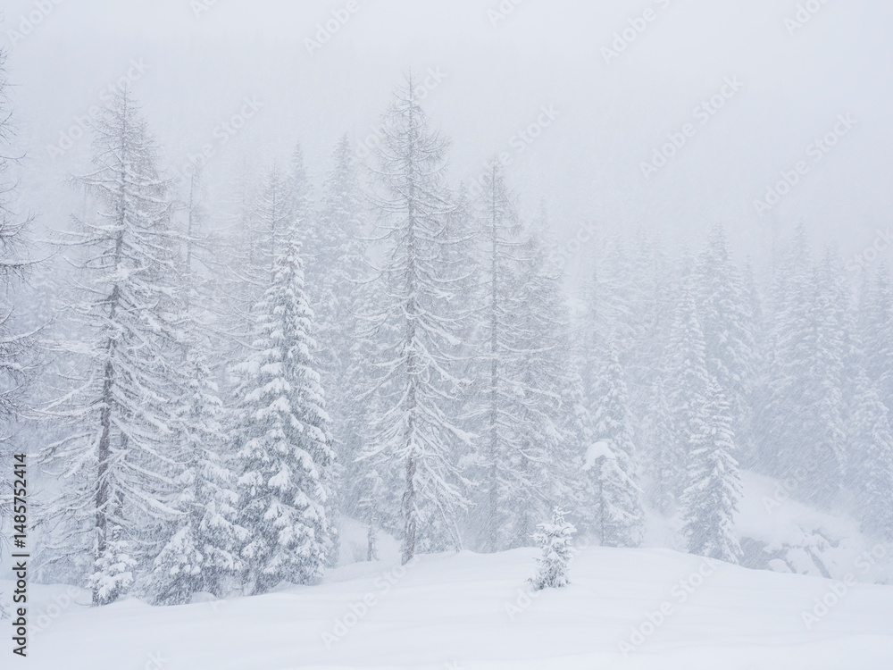 Snow-covered trees in a blizzard. Visibility is low due to heavy snowfall. San Pellegrino Pass, Fiamme Valley, Trentino, Italy. A small evergreen stands out in the foreground. Snow-covered trees in a blizzard. Visibility is low due to heavy snowfall. San Pellegrino Pass, Fiamme Valley, Trentino, Italy. A small evergreen stands out in the foreground.