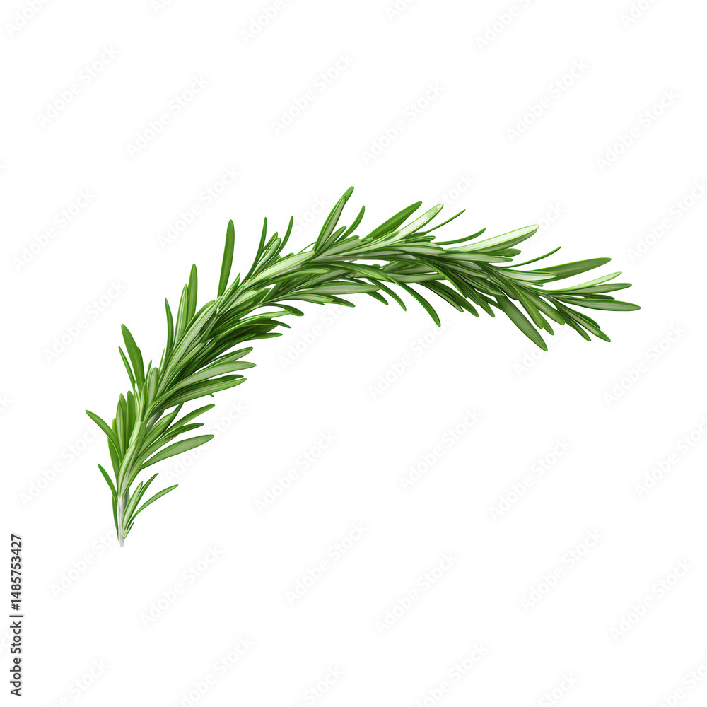 Fototapeta premium A floating of fresh rosemary leaf isolated on pure white background, ultra-realistic