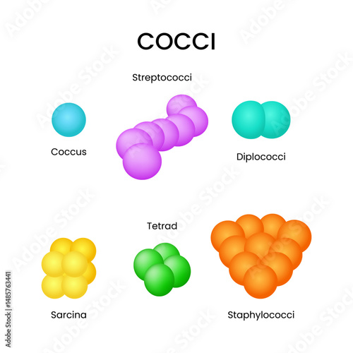 Cocci Types and Arrangements of Spherical Bacteria