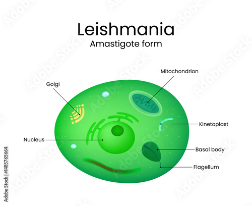 Detailed of Leishmania Amastigote Cellular Structure
