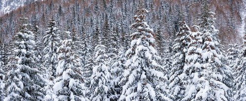 A dense forest of snow-covered fir trees. The trees are heavily laden with snow, creating a winter wonderland scene. Fuciade Valley, San Pellegrino Pass, Trentino, Italy. 