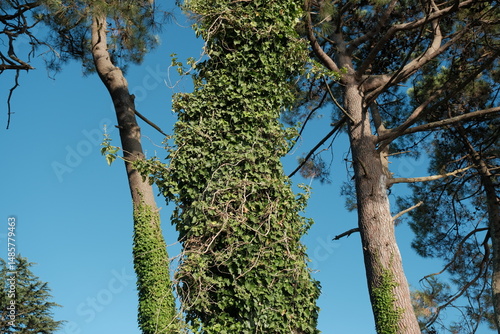 ivy on a tree. tree covered with evergreen leaves. green leaves texture. tree completely covered with ivy. natural background