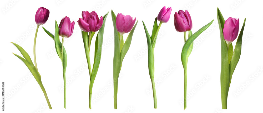 Obraz premium Beautiful tulip flowers on white background, set