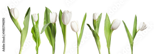 Beautiful tulip flowers on white background, set