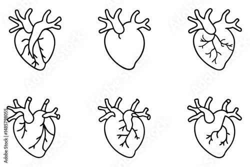 Coronary arteries line art style