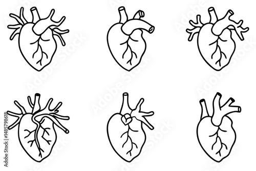 Coronary arteries line art