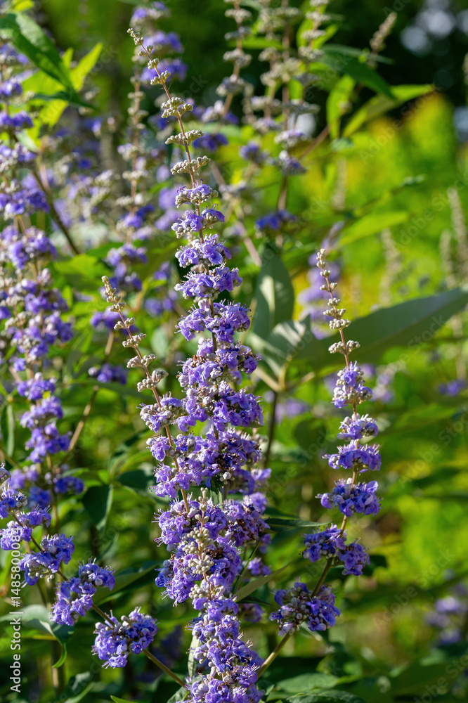 Obraz premium A close-up of the bright purple flower spikes of Vitex agnus-castus, Lilac Chastetree. An introduced landscape plant native to Europe and Asia.