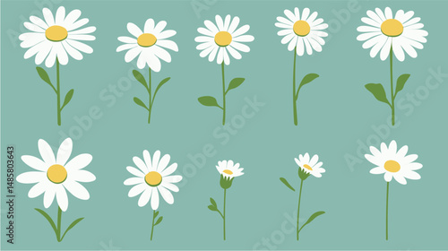 Set of camomile icons featuring white daisy-like chamomile flowers with simple and clean design, minimalist botanical illustrations perfect for natural health, herbal medicine, skincare, 