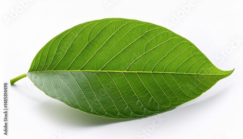 one green leaf of walnut isolated on a white background