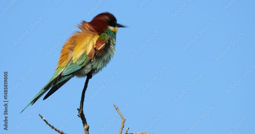 European bee eater (Merops apiaster), perched against the blue sky, The Camargue, Southern France. European bee eater (Merops apiaster), perched against the blue sky, The Camargue, Southern France.