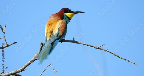 European bee eater (Merops apiaster), perched against the blue sky, The Camargue, Southern France.