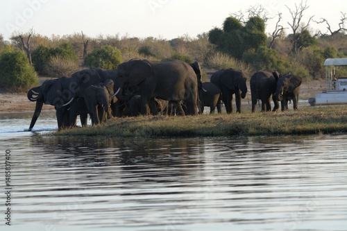 Canvas Print elephants in the water