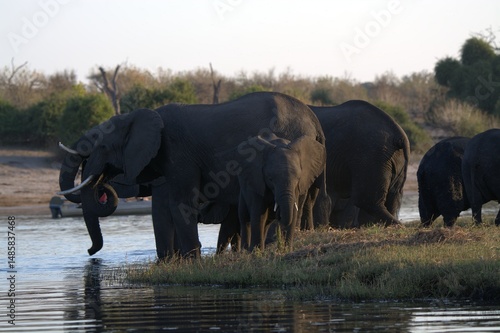 Photography elephants in the water