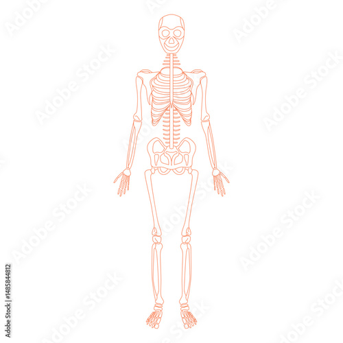 Skeletal system anatomy bones