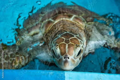 水から顔を出すウミガメ（アオウミガメ）
