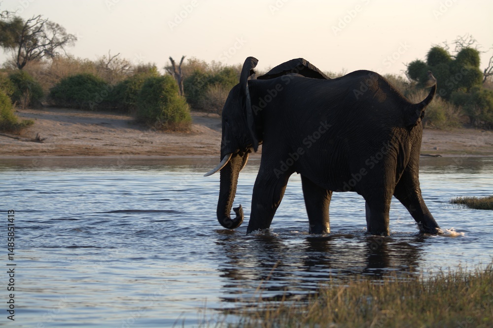 Εκτύπωση καμβά elephants in the water