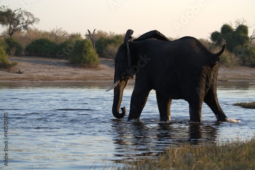 Canvas Print elephants in the water